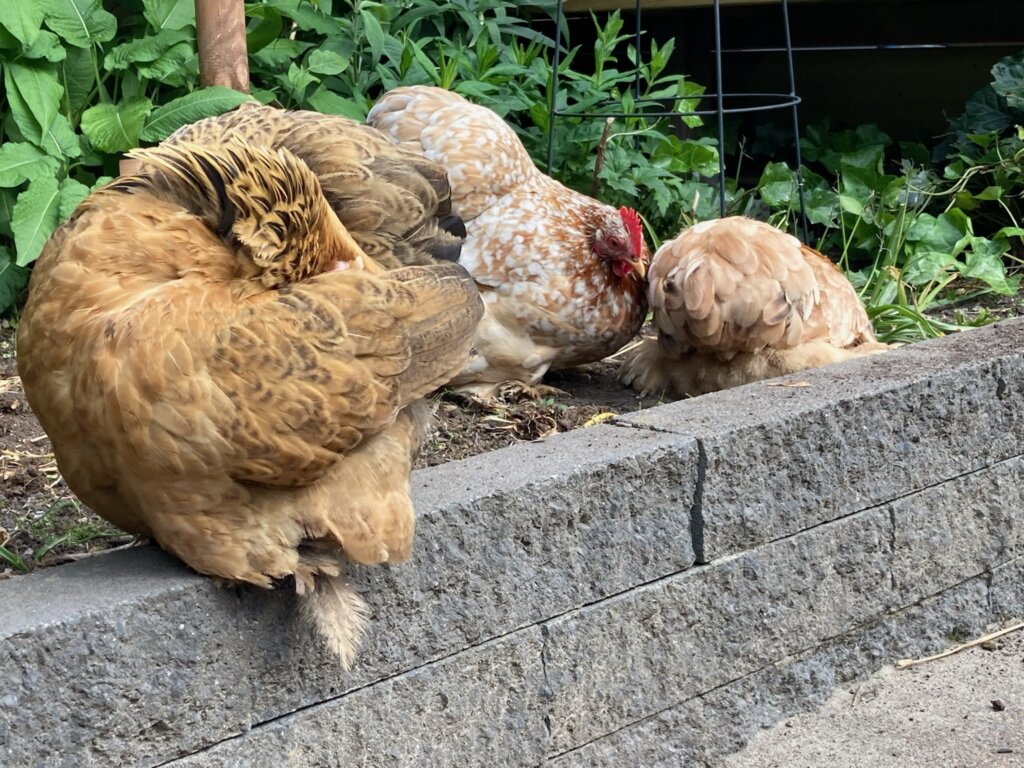 kippen in de tuin